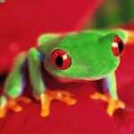 青蛙注射测孕:打破自然平衡