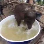 象BB在浴缸里开心玩水，可爱到爆了！