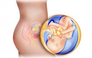 孕妇18周胎儿啥样子图片